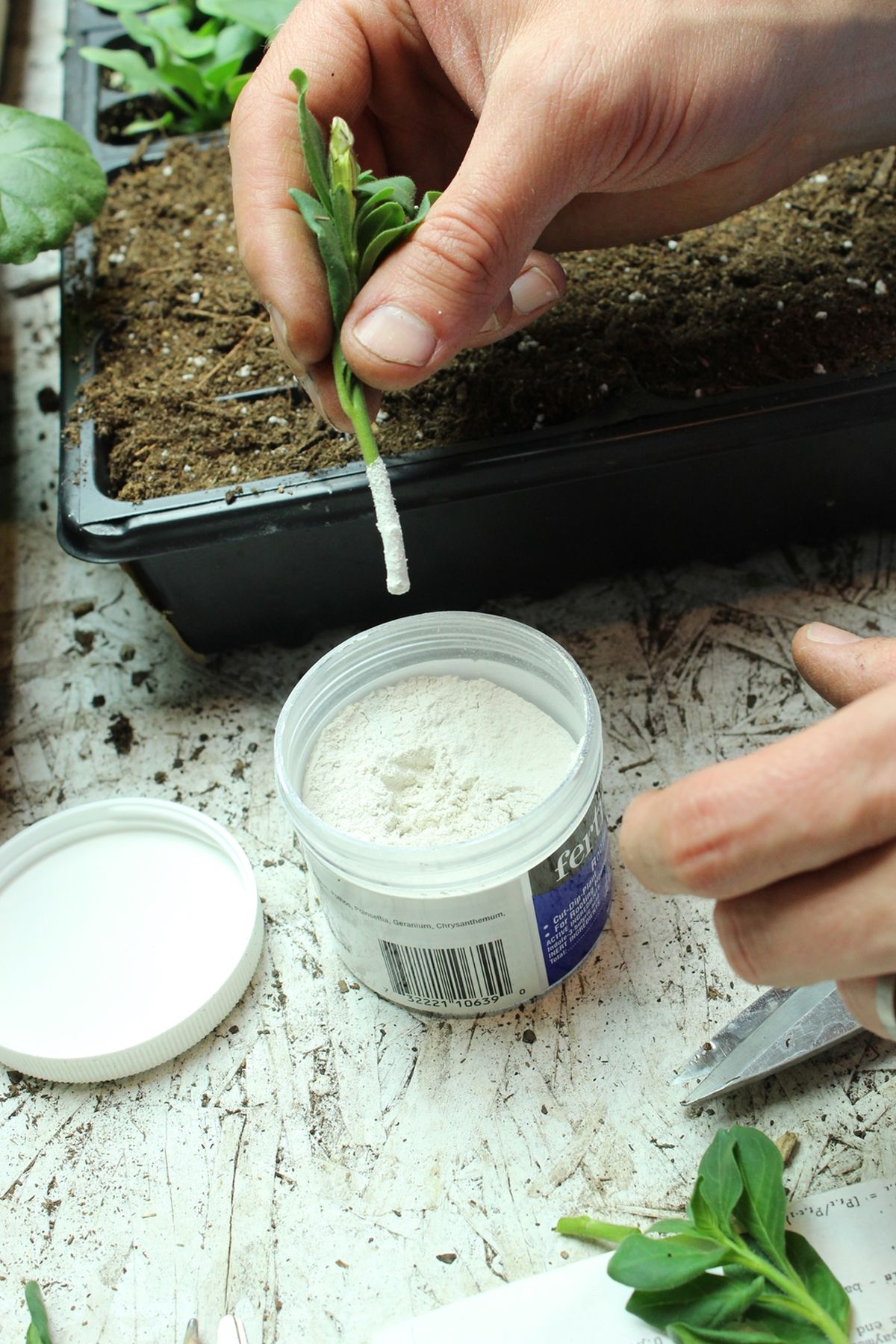 DIY Flower Bed Starts-cutting in the rooting powder