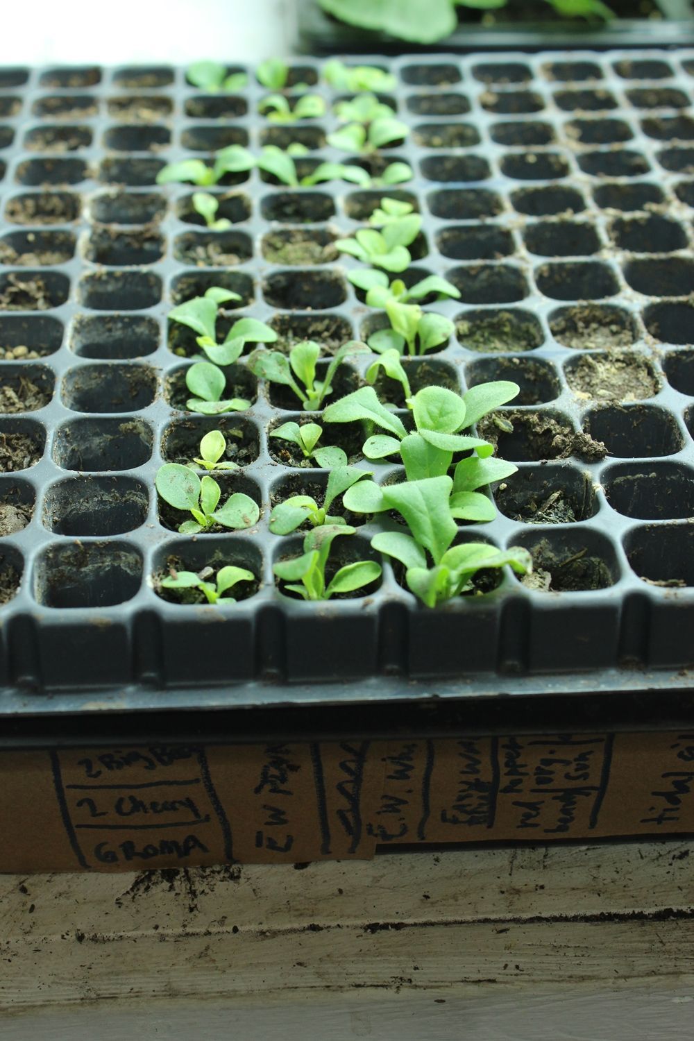 DIY Flower Bed Starts- planting seeds