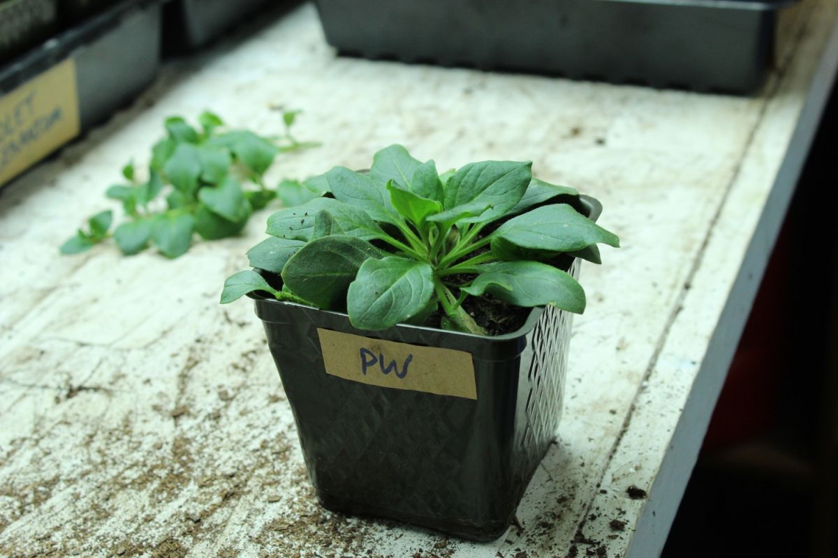 DIY Flower Bed Starts-same petunia plant