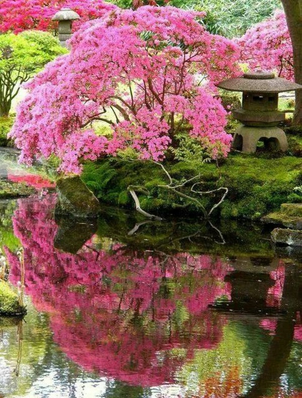my beautiful baumkrone garden pink