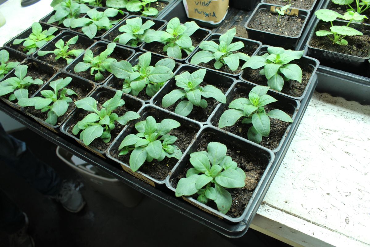 seed germination containers