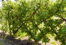 How to Increase Espalier Fruit Trees
