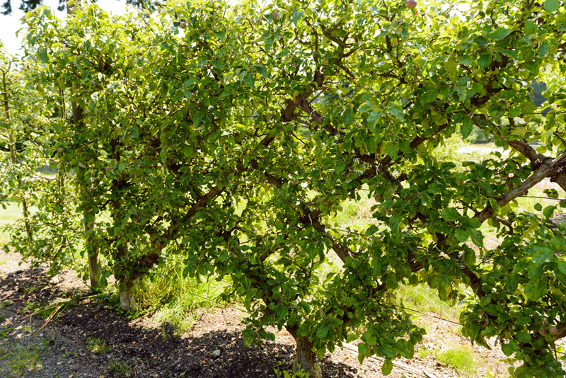 How to Increase Espalier Fruit Trees