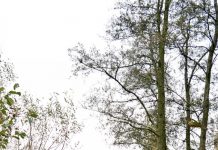 A Luminous House Surrounded by Huge Green in Aalter, Belgium