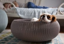 Designer Pet Beds for National Pet Month