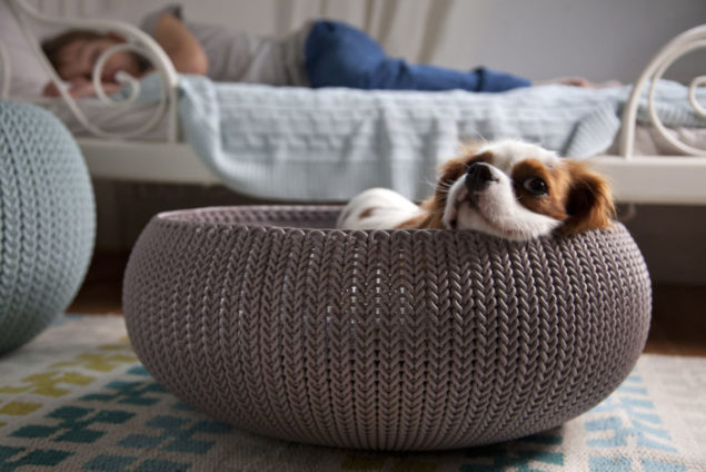 Designer Pet Beds for National Pet Month