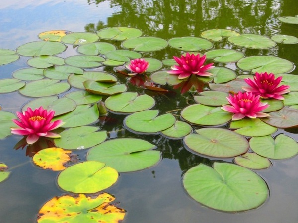 Country-style pond garden plants with beautiful