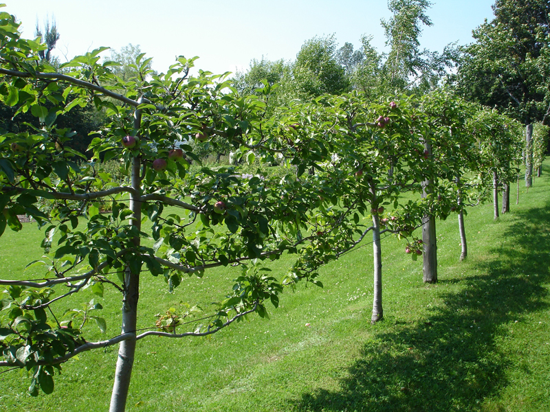 Espaliered fruit trees-designrulz (5)