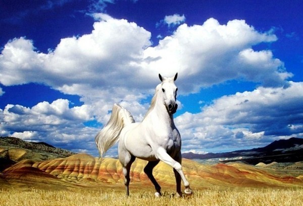 beautiful horses in the wild natural white and black illustration