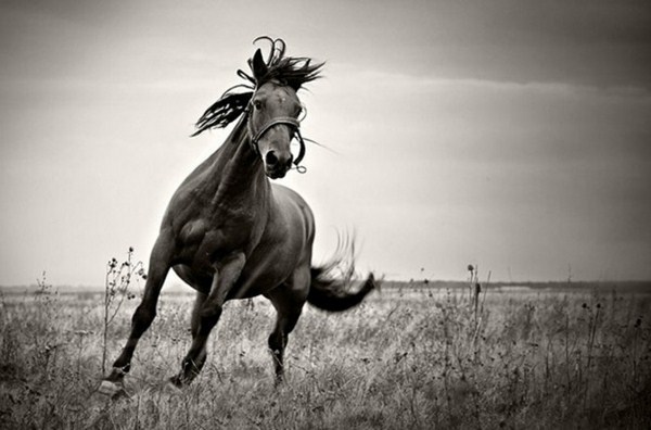 Black beautiful horse with a blond mane very exceptional