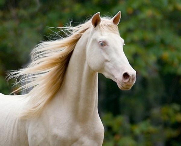 beautiful horse pictures white horse under the open sky