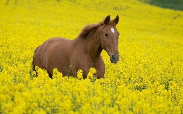 the most beautiful horses of the world's brown furious animal on the yellow meadow