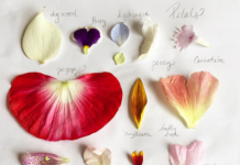 Flower Petals, The Golden Girls and Have a Happy Weekend!