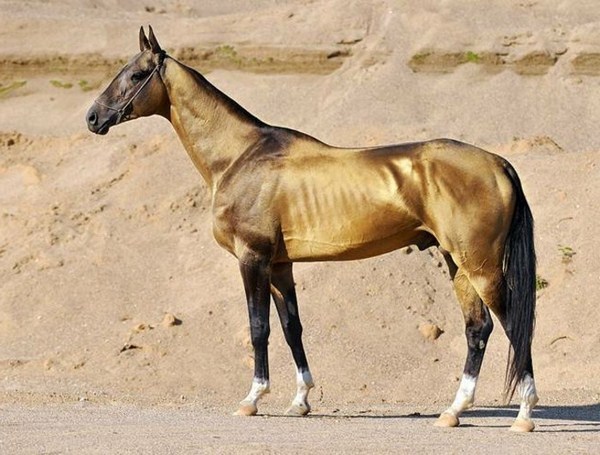 beautiful horse shiny brown appearance very creative types