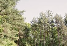 New York Mountain Wedding in the Catskills :: Hanna & Jake