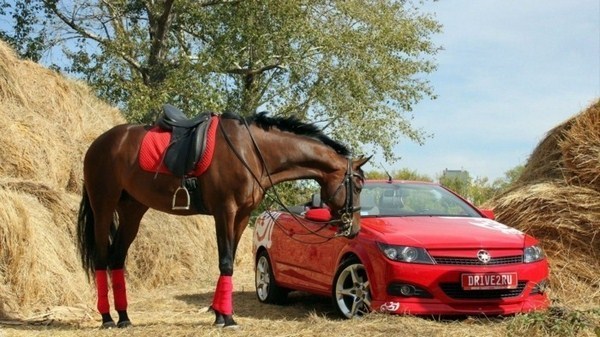 Creative picture beautiful horse inspiration red car