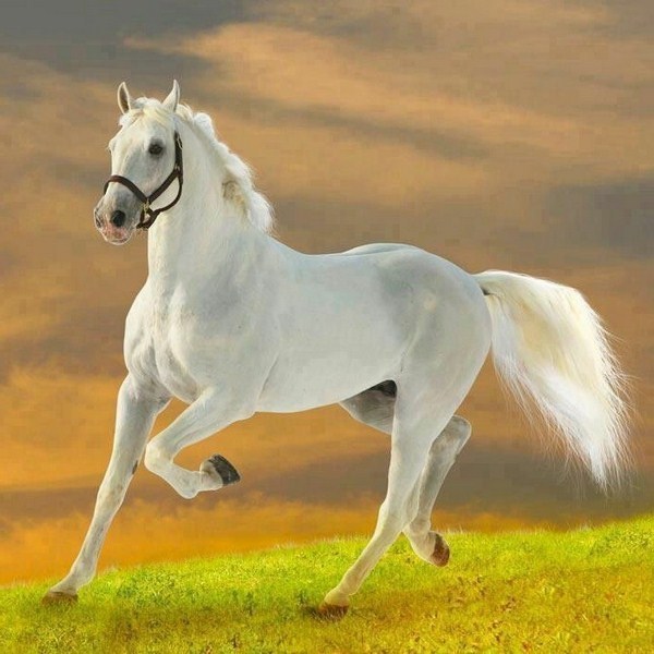very nice horse white shape on the meadow