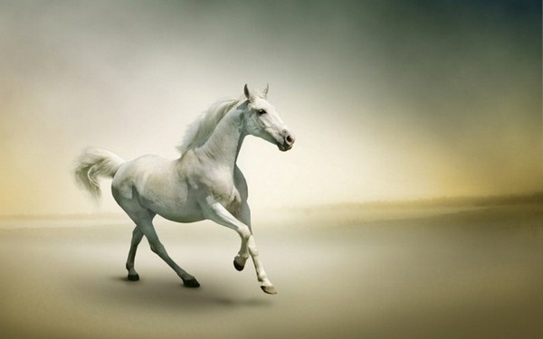 the most beautiful horses of the world's white horse mad artis diagram image
