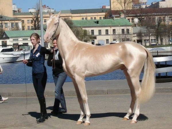 interesting animal species beautiful horse pictures very shiny