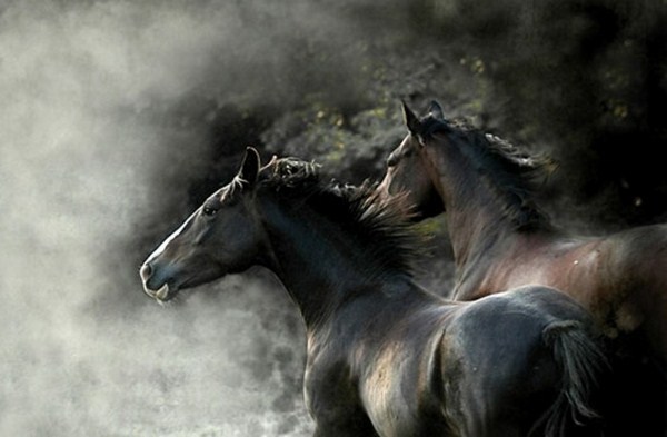 Creative picture the most beautiful horses of the world very dark customize elegant