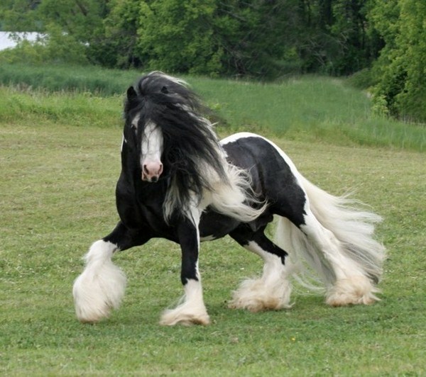 gorgeous beautiful horses white and black furiously on the grass
