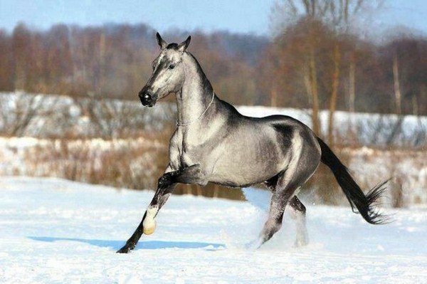 Meadow beautiful horse pictures black elegant horse on the yellow