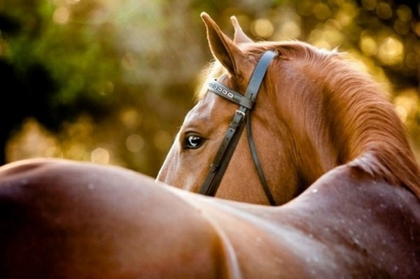 professional photo beautiful horse brown and shiny