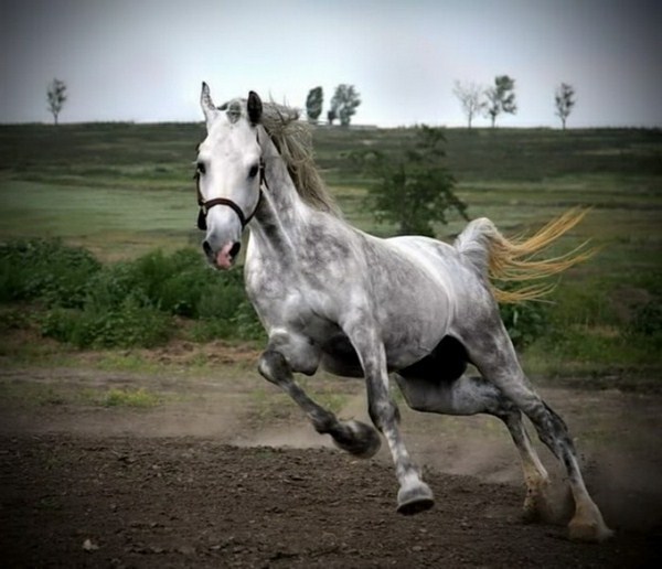 raging horse very nice in white color