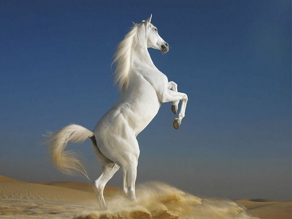 White beautiful horse is very active in the wild nature