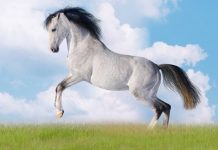 More than 50 super beautiful horse photographs!