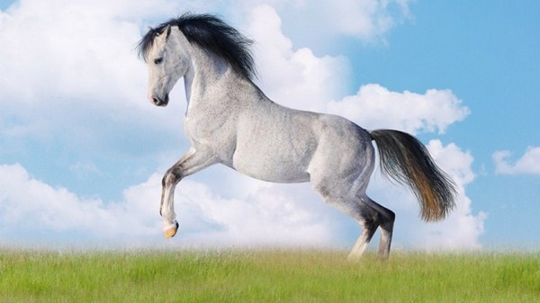 More than 50 super beautiful horse photographs!