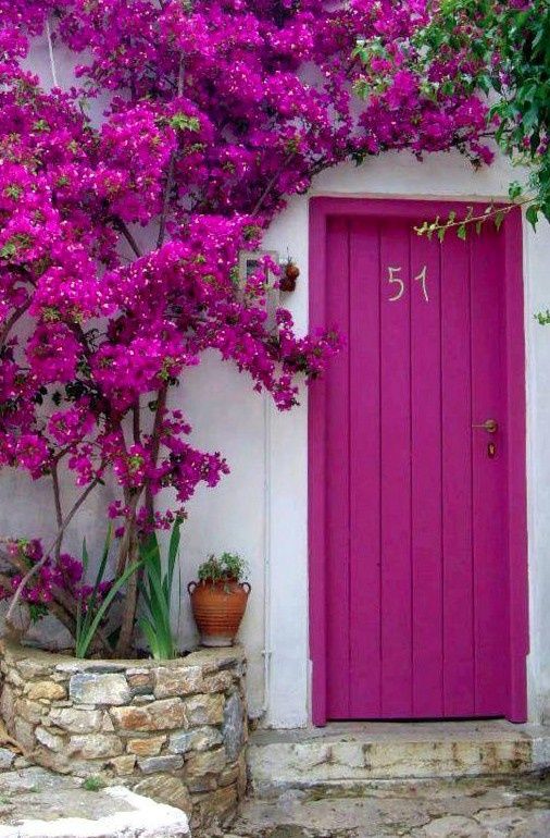 bold fuchsia front door with bougainvilleas of the same color