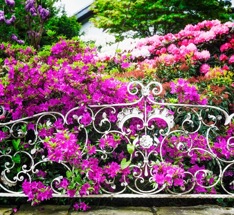 Wrought iron garden fence with flowers