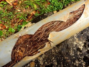 Plastic sewer pipe clogged with tree roots