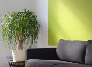 8 Budget-Friendly Decor Tips That Make Any Room Look Expensive Bright modern living room with green accent wall, sofa, and ponytail palm in a sunlit corner.