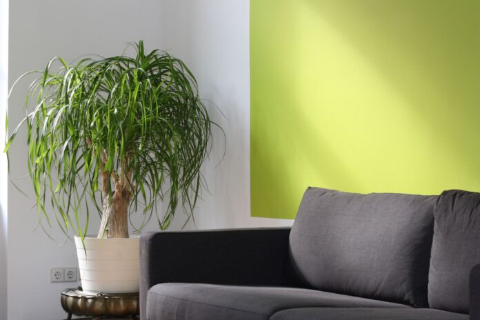 Bright modern living room with green accent wall, sofa, and ponytail palm in a sunlit corner.