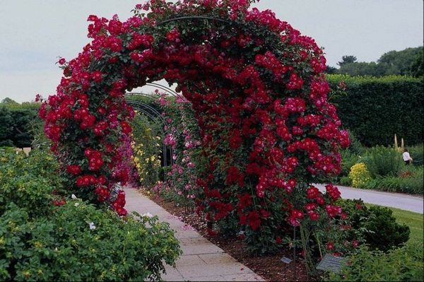 Rose Arch Provides More Color And Fragrance In The Garden With Climbing Roses