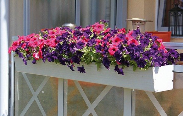 Flower Box For Balconies – Beautiful Pictures!