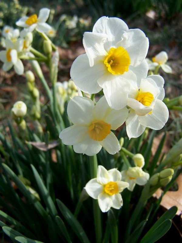 The Daffodils – Sunny Spring Flowers!