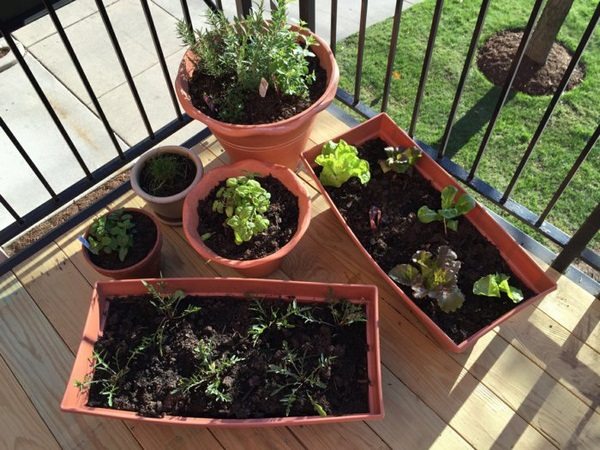 Bio Set Up Gardens On Their Own Terrace