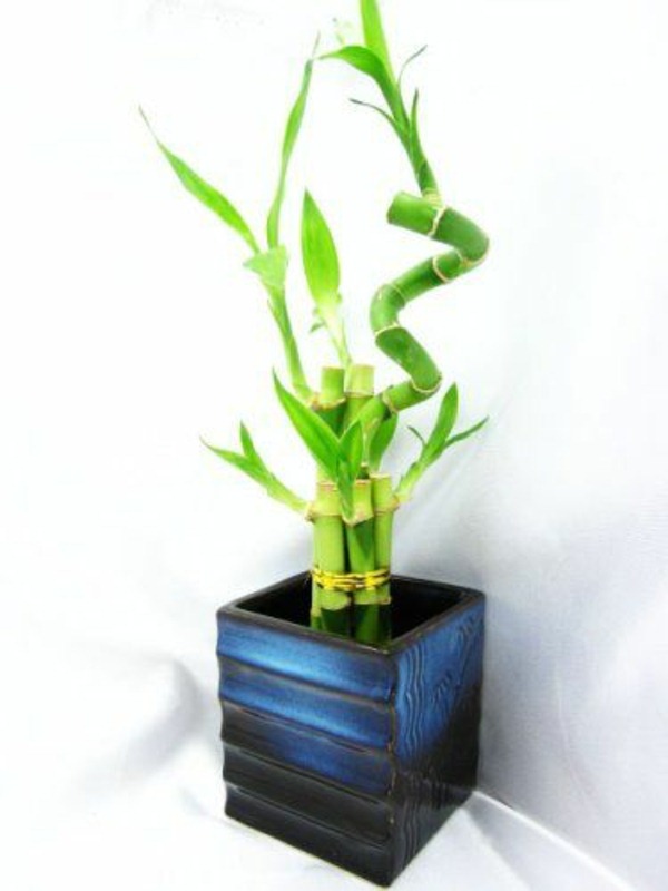 lucky bamboo indoor plants flower pot vase asia blue