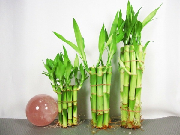 room bamboo buy happiness bamboo decorative